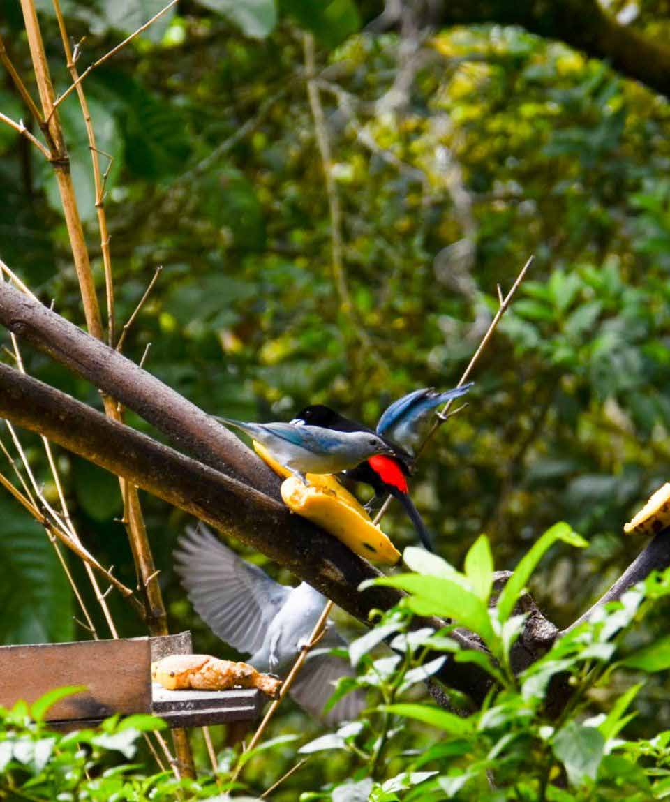 Aves · Turismo · Pacífico Colombiano · Ecoturismo · BePacific