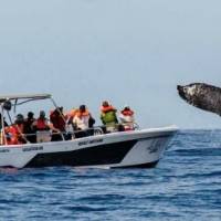 Ballenas · Turismo · Pacífico Colombiano · Ecoturismo · BePacific