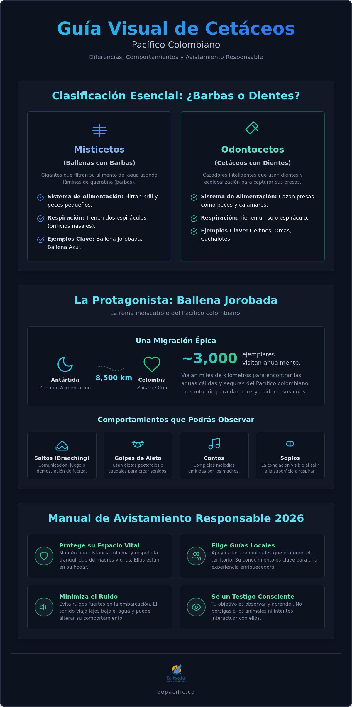 Tipos de ballenas: Guía para exploradores del Pacífico colombiano en 2026